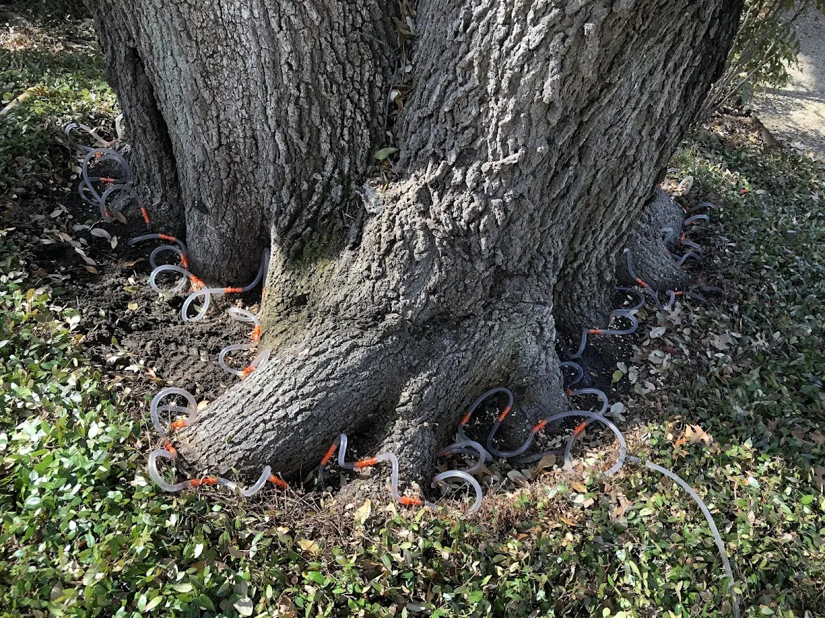 Detailed Tree Cabling and Bracing job site in Iron Ridge