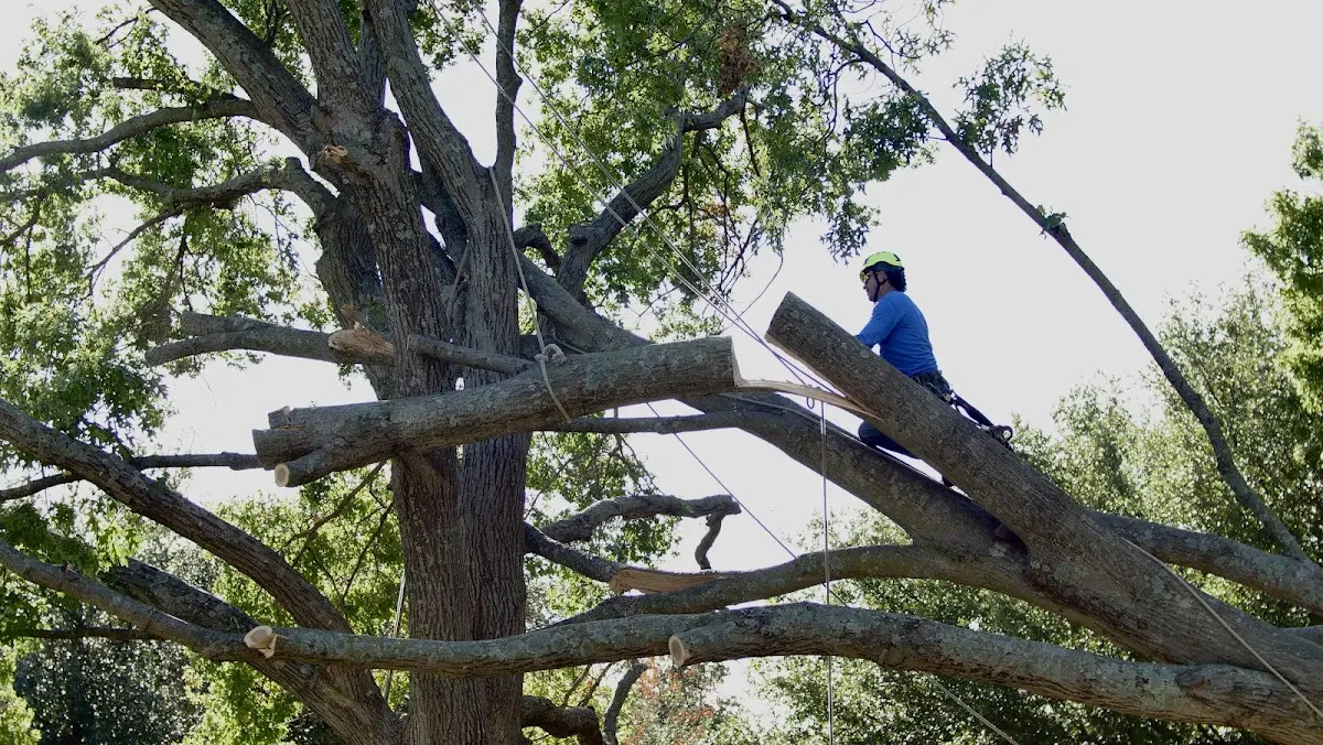 Professional Crown Thinning performed by certified arborists in Iron Ridge