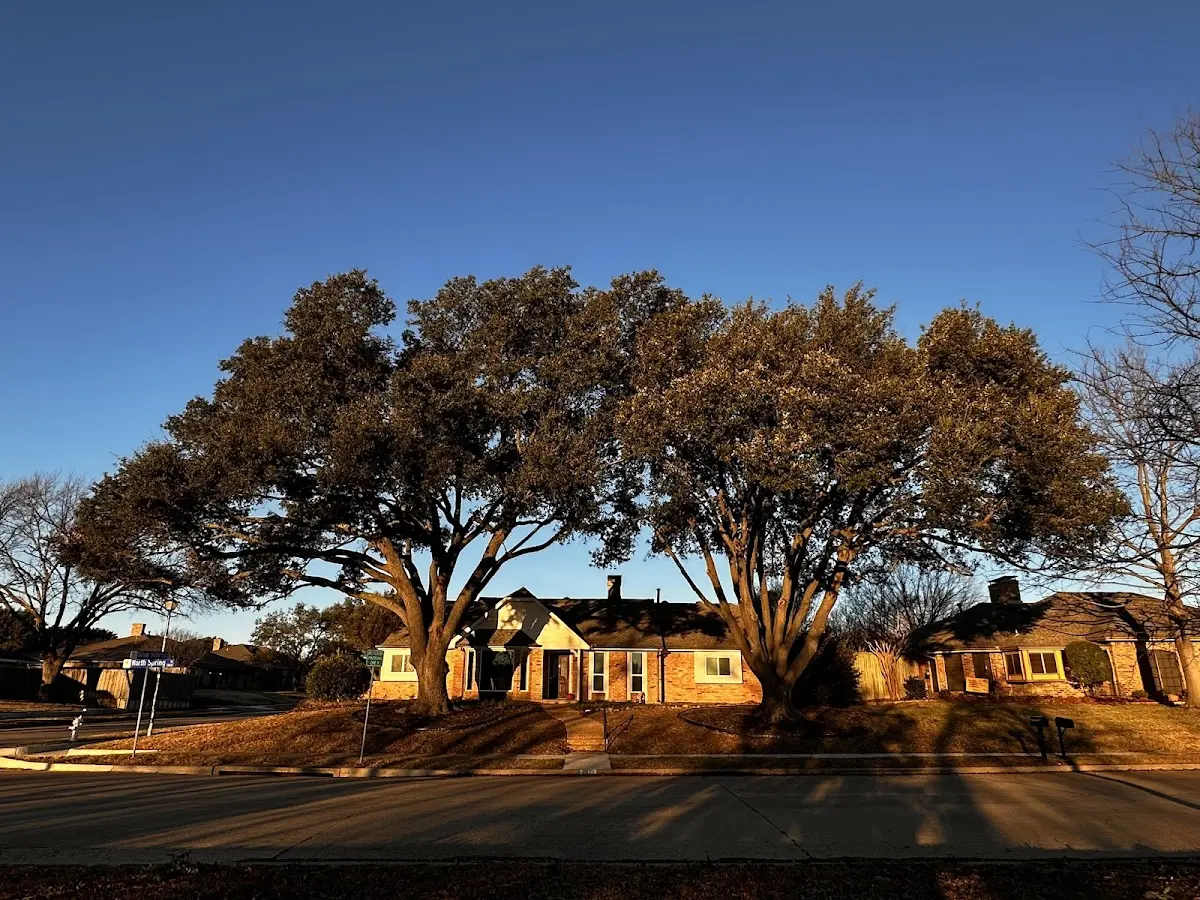 Established residential canopy tree shading a home in Iron Ridge